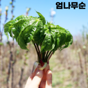 [산지직송] 자연산 개두릅 엄나무순 엄나물, 1개, 1kg