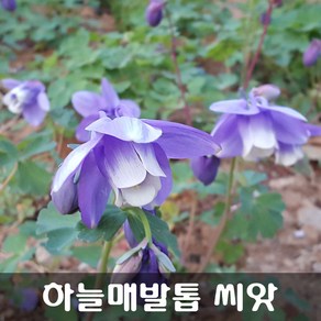 [해피플라워] 하늘매발톱 씨앗 1000립 / 봄 가을 파종 야생화 꽃씨