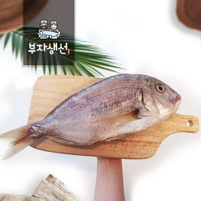 국내산 제수용 반건조 참돔 1마리 소 중 대(망미중앙시장 김명욱), 국내산 반건조 참돔37cm 소, 1개