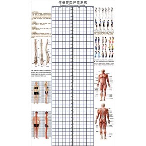 체형분석표 헬스장 자세 측정 롤 스크린 분석판