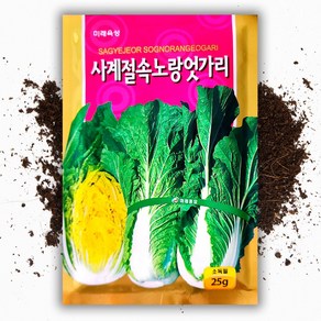 씨앗팜 사계절 속노랑 엇갈이 배추 씨앗 종자 25g 얼갈이 배추 씨