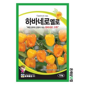 하바네로옐로 10립 / 씨앗 종자 텃밭 채소 만생종 멕시코 원산