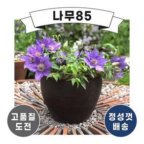 (나무85) 관목형 클레마티스 바이유 P9 포트, 1개