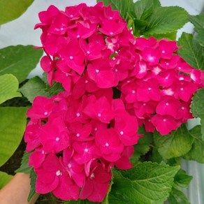 수국묘목, 1개