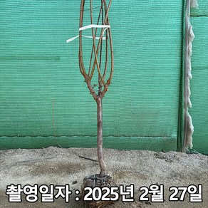 착한가격 나무생각 / 매실나무 / 왕매실 / 3년생 / 결실주, 1개, 매실