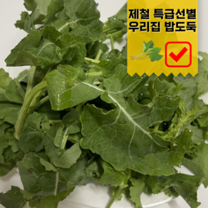 싱싱한 유채나물 봄나물 겨울초 동초나물, 1kg, 1개