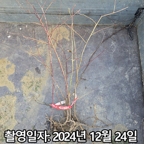 착한가격 나무생각 / 산딸기나무 / 2년생 / 1등묘, 1개