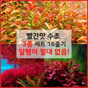 [착한수초] 빨간맛 수초 3종 세트 16줄기 달팽이 없는 수초 어항 키우기 쉬운 초보수초 구피 새우 치어 베타 은신처