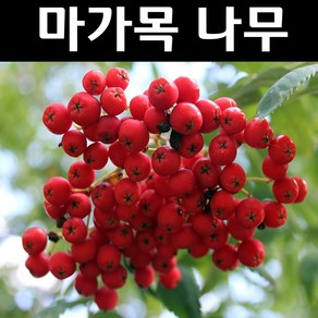 마가목 나무 묘목 R4cm 분묘1개/정원수 조경수, 1개