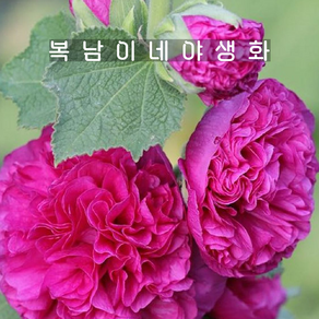 2025개화주 겹접시꽃 바이올렛 [3포트 복남이네야생화 모종 홀리훅 hollyhock], 3개