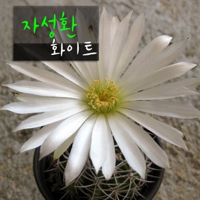 [허브여울선인장] 자성환 화이트 지름 9cm 소품 선인장화분, 1개