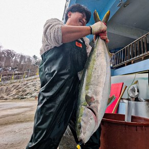 비밀의식탁 강원도 속초 자연산 대방어회 방어회 택배 산지직송 대일호 특대방어제철 추천가격 250g, 1개, 250