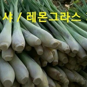 태국향신식품 태국 레몬그라스 다까이 샤 태국샤 500g Lemongrass worldfood