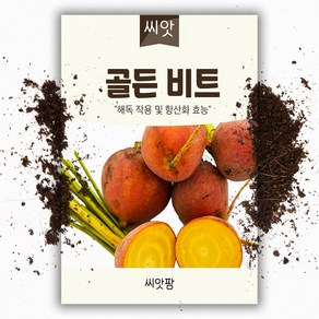 씨앗팜 비트씨앗 (100립)- 노랑 골든비트