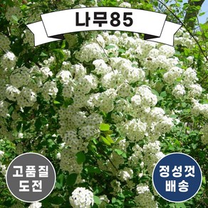 (나무85) 공조팝 100cm내외 분 ( 5개묶음 ), 5개