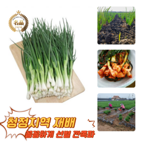 [굿피플] 깐쪽파 쪽파 파 깐파 흙쪽파 실파 잔파, 1박스, 1kg