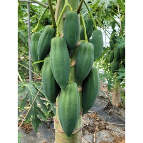 PAPAYA 그린파파야, 3kg, 1개