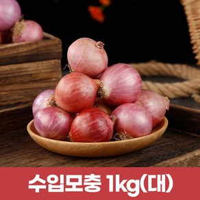 수입모충 샬롯 작은양파1kg (큰사이즈)