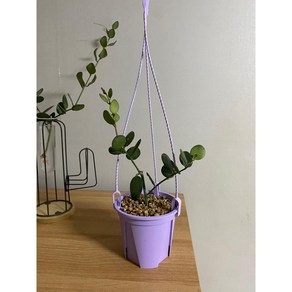 녹태고 행잉식물 실버달란트 돈들어오는식물, 1.고급칼라플라스틱화분, 1개