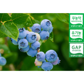 [무농약유기농인증] 제주산지직송 백화점납품용 최상급블루베리 생블루베리, 1개, 200g(대/14~16mm)