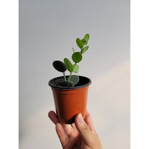 녹태고 플랜테리어 소품 다육이 다육식물 15~25cm 119, 1개