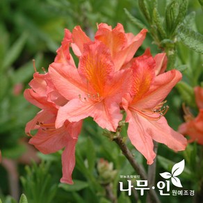 [나무인] 홍철쭉 5개