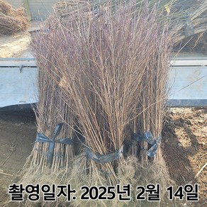 착한가격 나무생각 / 산딸나무 / 실생2년 / 1등묘, 1개