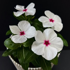 일일초 매일초 야생화 꽃모종 실내화초, 흰색, 1개