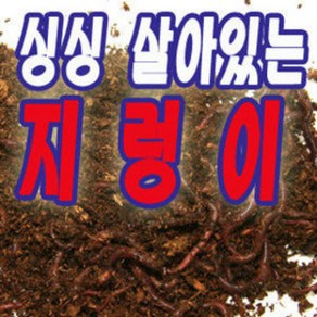 파란낚시 싱싱 살아있는 지렁이 구더기 갯지렁이 실습용, 목포깐새우, 1개