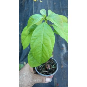 Avocado Tee Live aguacate Fuit 5'' to 8'' 아보카도 나무 살아있는 아구아케이트 과일 5'' ~ 8'', 1개, 907.18g