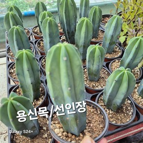 용신목/기둥선인, 1개, 용신목/기둥선인장