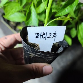 [모종모종]꽈리고추 (쭈글이고추)1개주문하시면 2개나갑니다 (2개묶음)