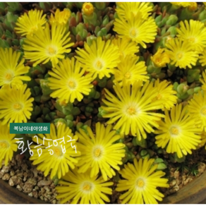 황금송엽국 [4포트] (복남이네 야생화 모종 다육식물 succulent 노란 송엽국)