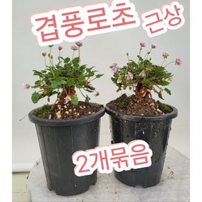 겹풍로초 근상 2개묶음/풍노초 근상으로 키워보세요, 2개