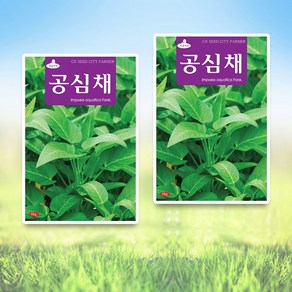 세인화분 공심채씨앗 10g 채소씨앗 공심채 씨앗 씨, 2개