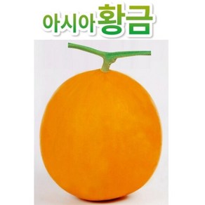 아시아종묘 씨앗 멜론 아시아황금 100립, 1개