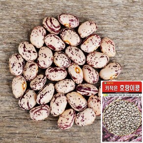 세경팜 키작은 호랑이콩 강낭콩 씨앗 30g, 2개