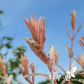 [나무인] 삼색버드나무 5그루 화이트핑크셀릭스 포트묘, 5개