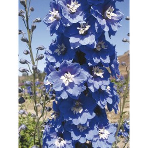 델피늄 매직파운틴 시리즈 컬러선택 (꽃씨앗/20립) Delphinium 델피니움, 미드블루 화이트 비, 1개