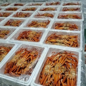 국내산 홍게 3kg 쿠팡 오픈 기념 자숙비 배송료 무료, 3kg (10미 내외), 1박스