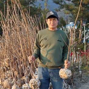 감나무 묘목 3년생 4년생 5년생 감나무 (결실주) 유실수 과일나무키우기, 감나무 3년생, 1개, 야오끼대봉