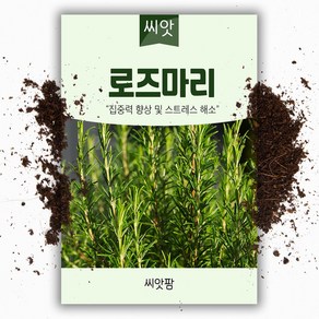 로즈마리 씨앗 (30립) 허브