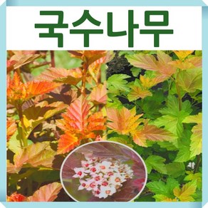 자엽 국수나무 묘목 신품종 엠버쥬빌레 9cm포트