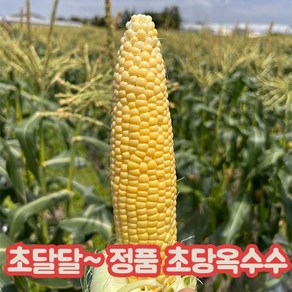 [농장직송] 진짜 초당 옥수수 품질선별, 10개입*초당옥수수
