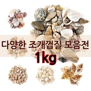 조개껍질모음전 1kg 대용량 18종류 종류선택, G.조개껍질1KG