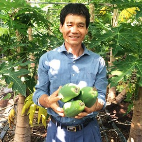 강진농장 장흥 해남 그린파파야 3kg GeenPapaya 옐로우파파야 3kg, 1개