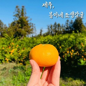 봄이네농장 제주 고당도 노지조생 감귤 3KG 5KG 10KG, 1박스, 한정수량 18브릭스 비가림감귤 10KG [중과혼합]