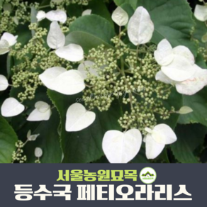 유럽등수국 페티오라리스(Petiolais)2년생 7호사각포트묘 낙엽 덩굴 식물 울타리 묘목 서울농원묘목, 1개