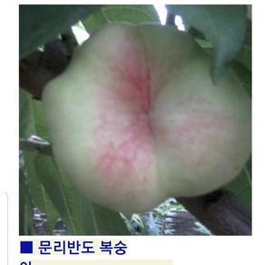 납작복숭아 도넛츠복숭아 손오공복숭아 2년생분묘, 1개