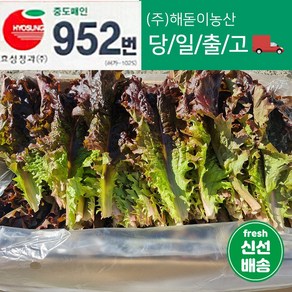 해돋이농산 국내산 적상추 상추 쌈채소 쌈야채 2kg 4kg